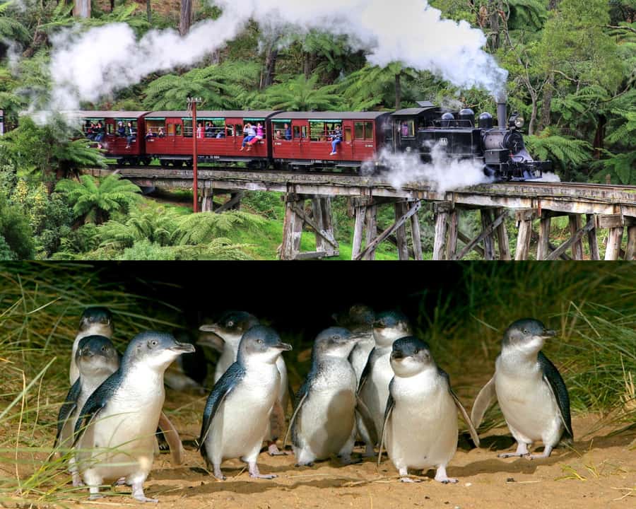 From Melbourne: Puffing Billy and Penguin Parade Combo Tour - Emerald Lake Free Time: Lunch on Your Terms