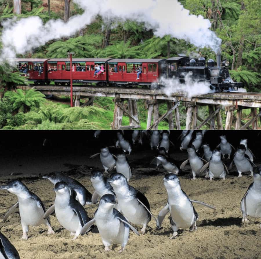 From Melbourne: Puffing Billy and Penguin Parade Combo Tour - Realistic Timing for a 12-Hour Melbourne Day Trip