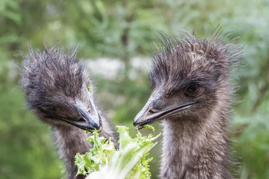From Melbourne: Puffing Billy Steam Train & Wildlife Tour - The bus rides matter: comfort, pacing, and how long the day feels