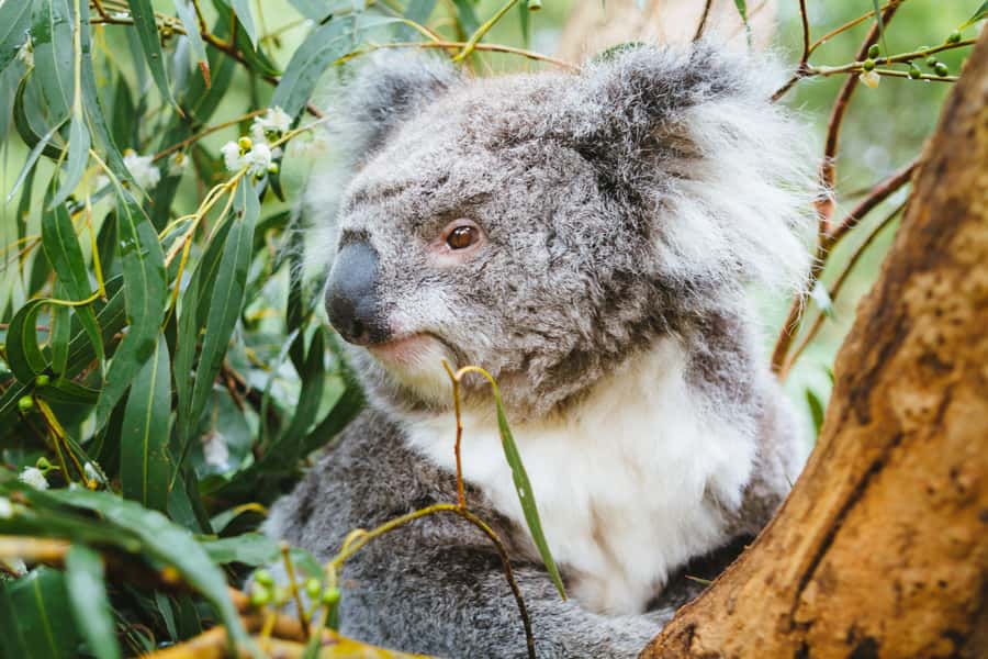 From Melbourne: Puffing Billy Steam Train & Wildlife Tour - Value for $140: what you’re buying, and what you have to handle