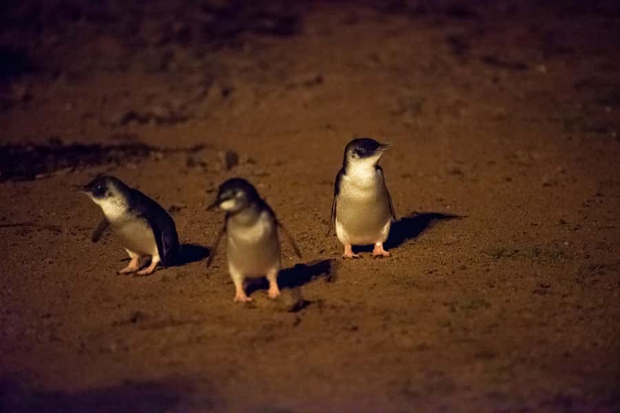 From Melbourne: Puffing Billy Train & Penguin Wildlife Tour - Wildlife spotting on the drive, and how to actually find it