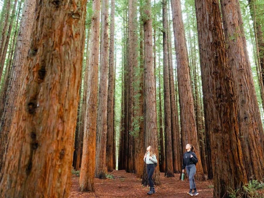 From Melbourne: Redwoods Forest & Yarra Valley Wine Tour - Redwood Forest at Cement Creek, cathedral-scale trees and easy pacing