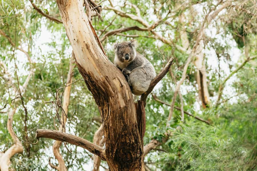 From Melbourne: Small-Group Great Ocean Road Day Trip - How the day flows: coastline icons, rainforest, and animals