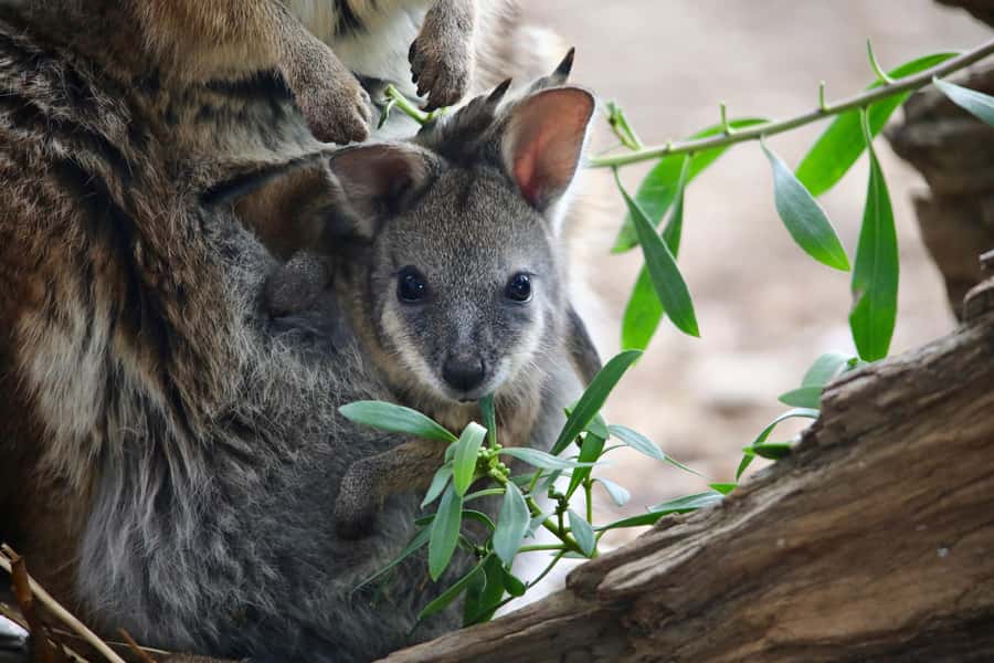 From Melbourne: Werribee Open Range Zoo & Werribee Mansion - Price and Value: Is $102 a Smart Use of a Melbourne Day?
