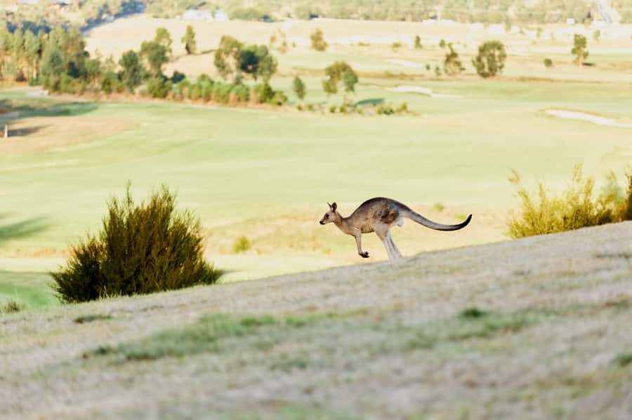 From Melbourne: Yarra Valley Chandon Cheese & Kangaroos Tour - Chandon Australia bubbles, plus panoramic break time