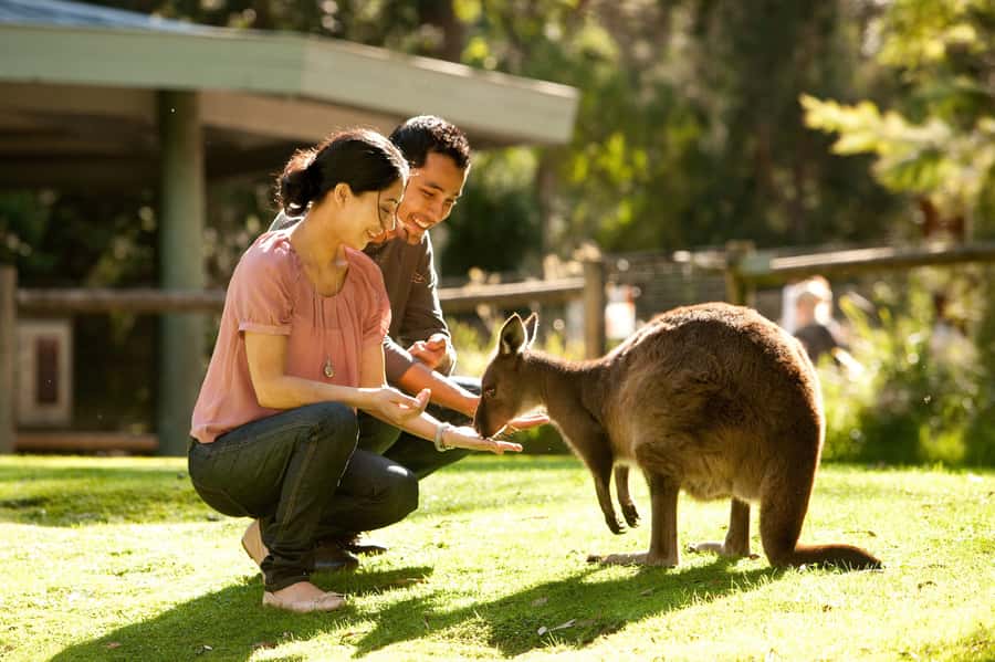 From Melbourne: Yarra Valley Wildlife & Wine Day Tour - Key highlights to look forward to