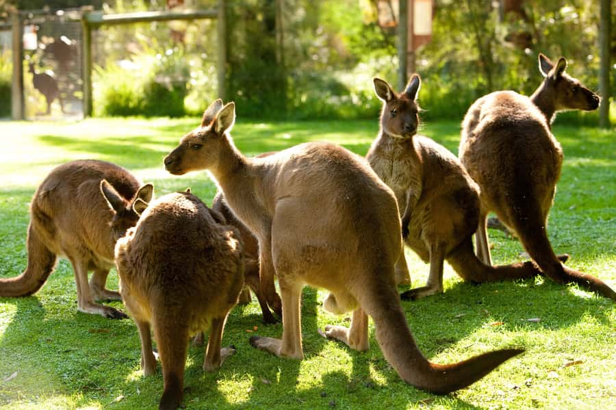 From Melbourne: Yarra Valley Wildlife & Wine Day Tour - Heading Out From Melbourne: the drive that sets the tone
