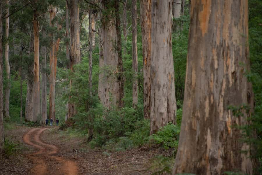 From Pemberton: Half-Day Beach and Forest Eco Adventure - Key things I’d watch for before you book