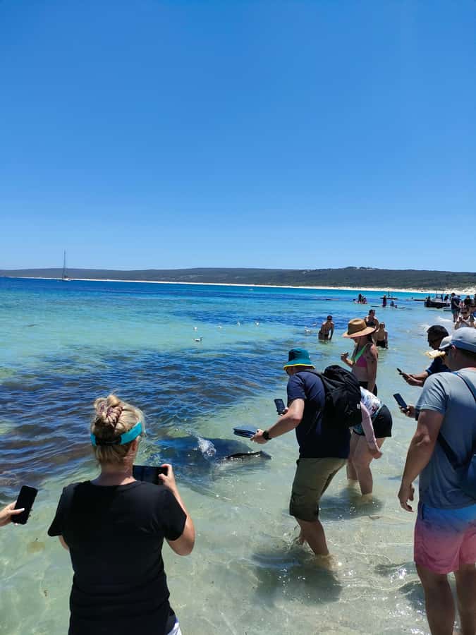 From Perth: Margaret River Region Impression Day Tour - Boranup forest walk: karri and jarrah in real time