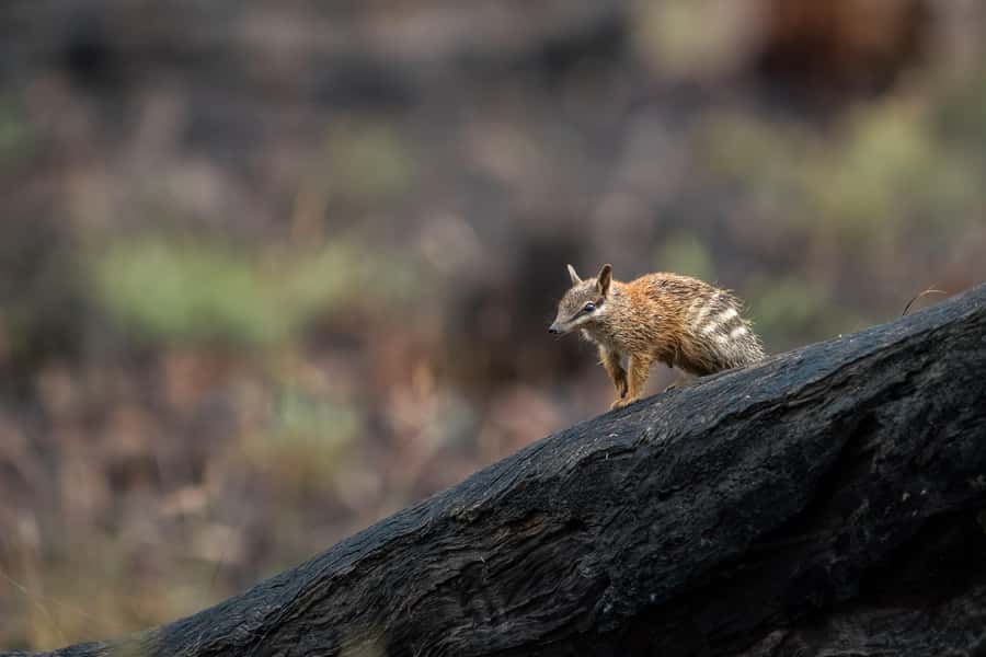 From Perth: Perth Wildlife Tour Under the Stars with Dinner - Key highlights you can plan around