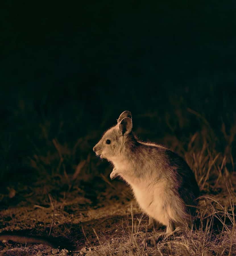 From Perth: Perth Wildlife Tour Under the Stars with Dinner - Picnic BBQ in the forest: a real meal break, not just snacks