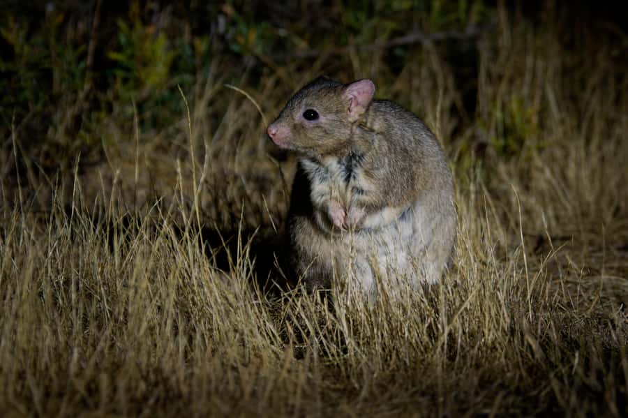 From Perth: Perth Wildlife Tour Under the Stars with Dinner - Barna Mia night walk: where the endangered mammals show up