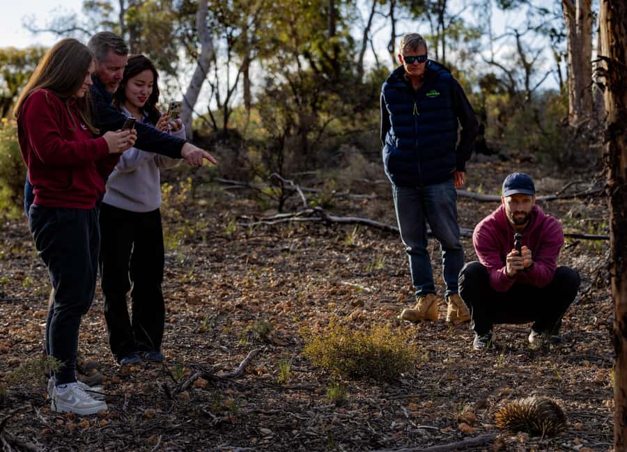 From Perth: Perth Wildlife Tour Under the Stars with Dinner - Should you book the Perth Wildlife Tour Under the Stars with Dinner?