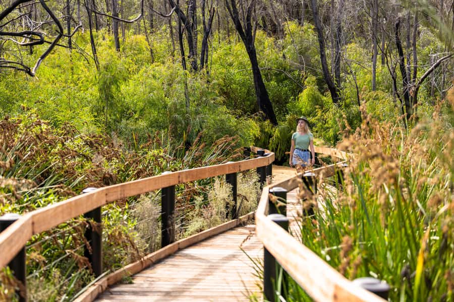From Perth: Pinnacles Lobster Shack and Yanchep Day Trip - Wildlife along the roads, plus what the guide adds to the day