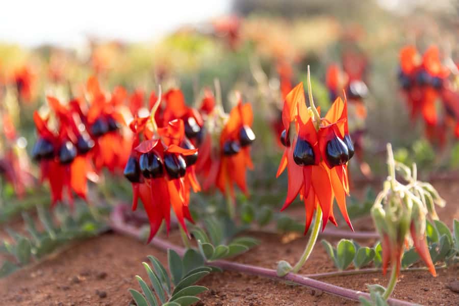 From Perth: Pinnacles Sunset and Stargazing Tour with Dinner - The drive out of Perth: your first taste of WA scenery