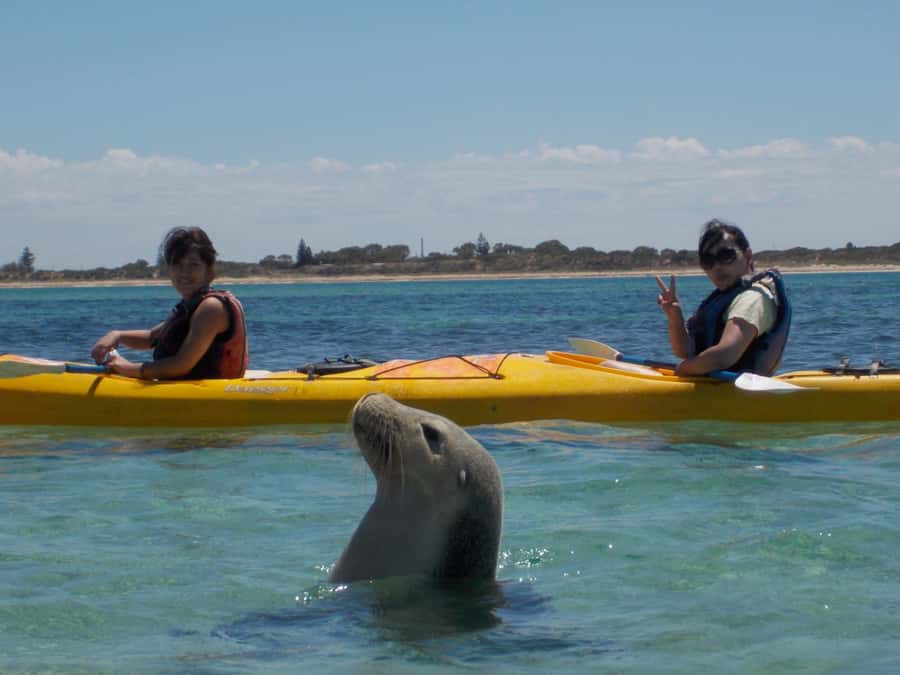 From Perth: Rockingham Seal & Penguin Islands Sea Kayak Tour - Key things to know before you go