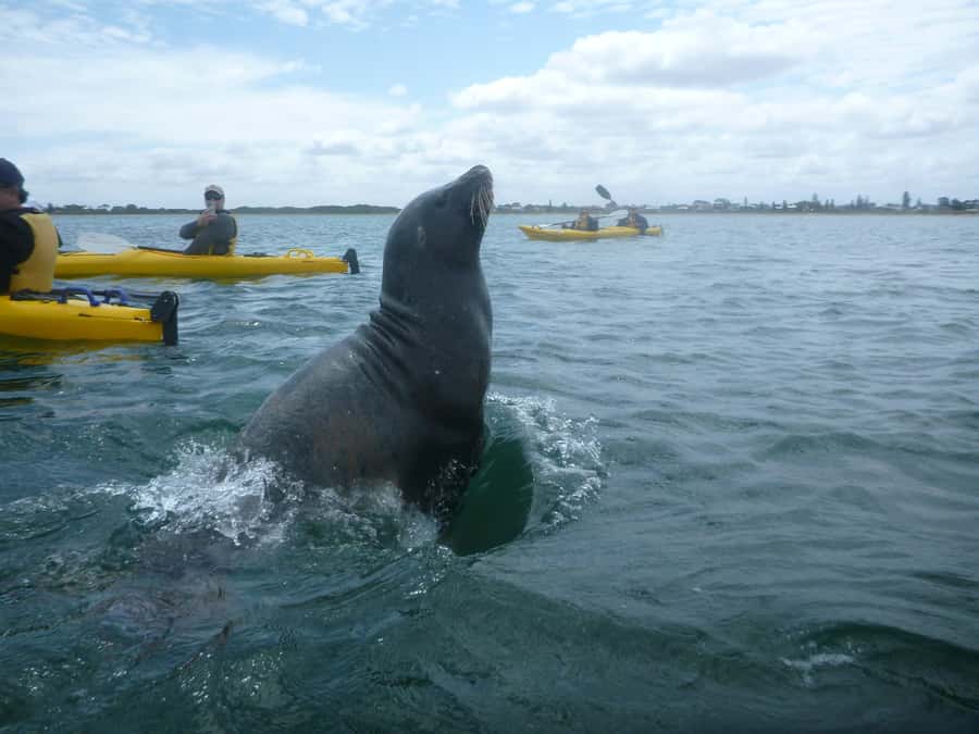 From Perth: Rockingham Seal & Penguin Islands Sea Kayak Tour - Price and value at $140: what you are paying for