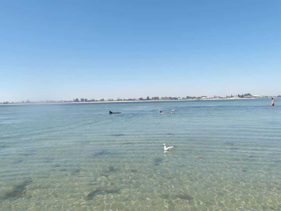 From Perth: Rockingham Seal & Penguin Islands Sea Kayak Tour - Morning timing from Perth: pick-ups and the 9am Shoalwater start