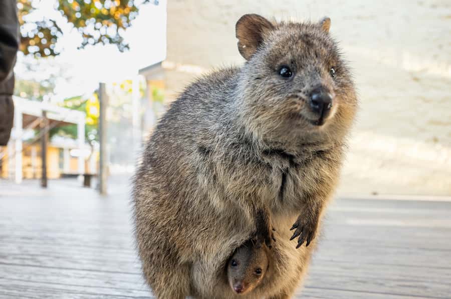 From Perth: Rottnest Island Full-Day Bike and Ferry Trip - Mapping your ride: West End, Wadjemup Lighthouse, and the two sides