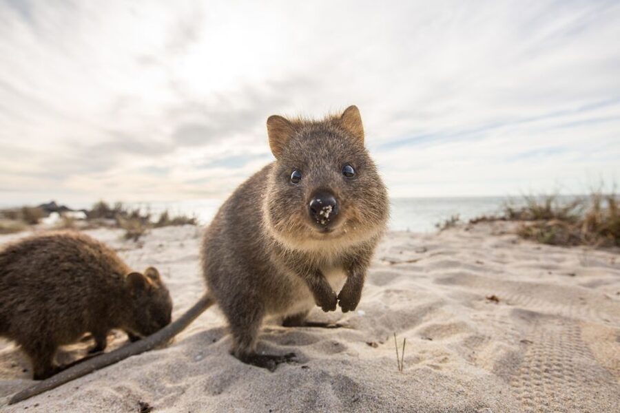 From Perth: Rottnest Island Grand Island Day Tour with Lunch - Who this day tour suits best
