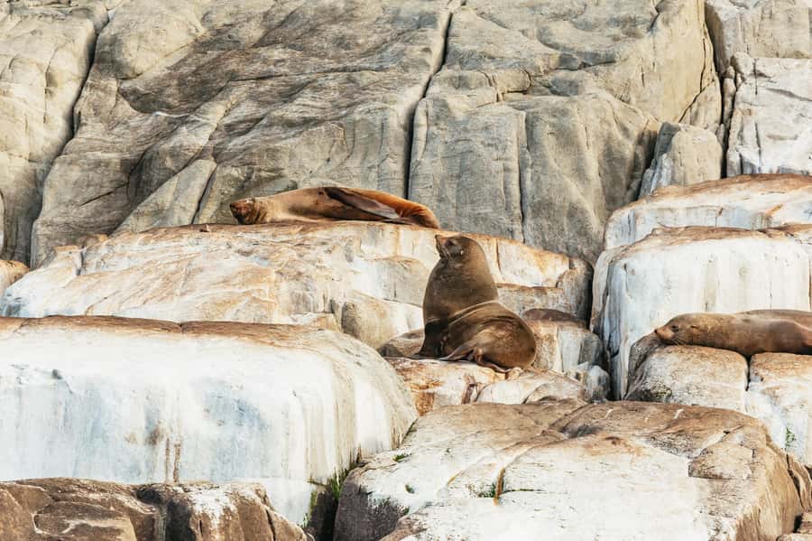 From Port Arthur: Tasman Island Wilderness Cruise - Cape Pillar Sea Cliffs: the best kind of close-up geography