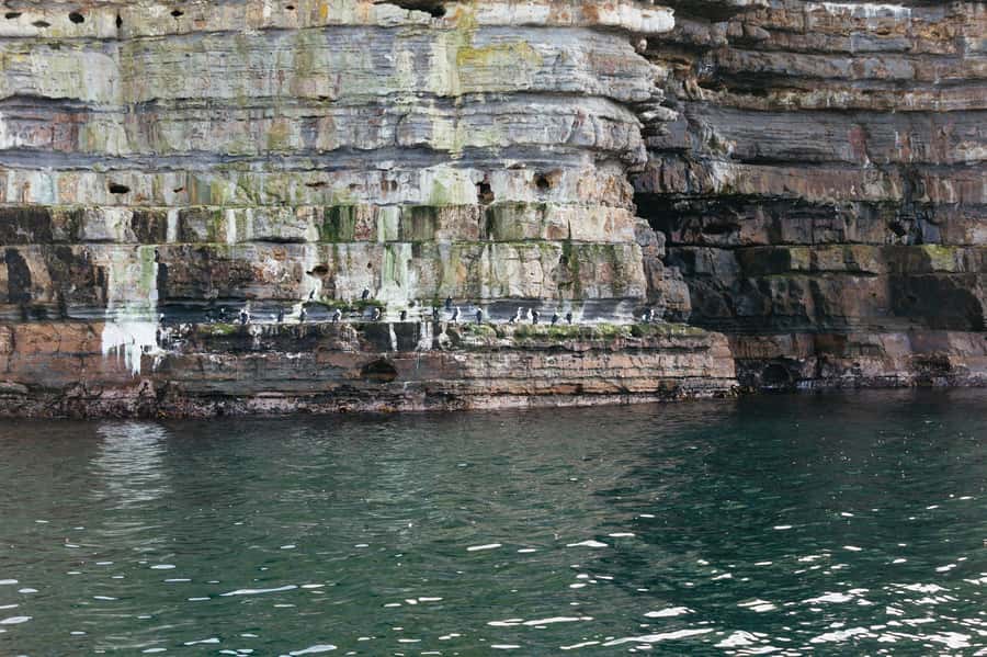 From Port Arthur: Tasman Island Wilderness Cruise - Who will love this cruise most