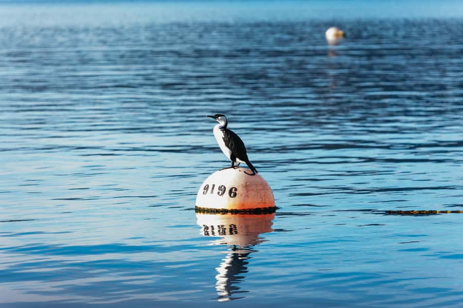 From Port Arthur: Tasman Island Wilderness Cruise - Practical tips for your day: layers, bags, and seat choice