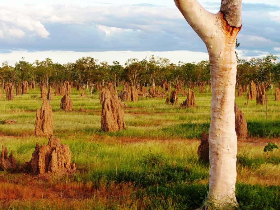 From Port Douglas: Atherton Tablelands Adventure - Practical tips so you enjoy every stop