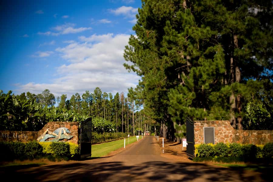 From Port Douglas: Atherton Tablelands Adventure - Platypus Park lunch: smoked meats, wine and beer, and wildlife time