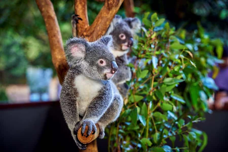 From Port Douglas: Hartley's Crocodile Park, Skyrail & Train - Key Things to Know Before You Go