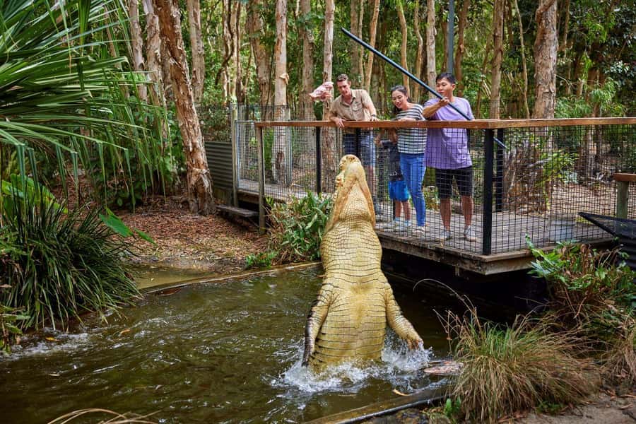 From Port Douglas: Hartley's Crocodile Park, Skyrail & Train - Why This Port Douglas Day Trip Works So Well