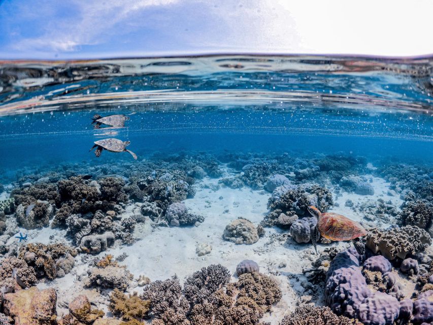 From Port Douglas: Outer Reef Cruise by Luxury Catamaran - Marine life you can realistically look for