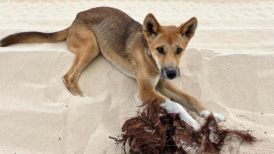 From Rainbow Beach: K'gari (Fraser Island) Full-Day Tour - Lake McKenzie: how to make your swim time worth it