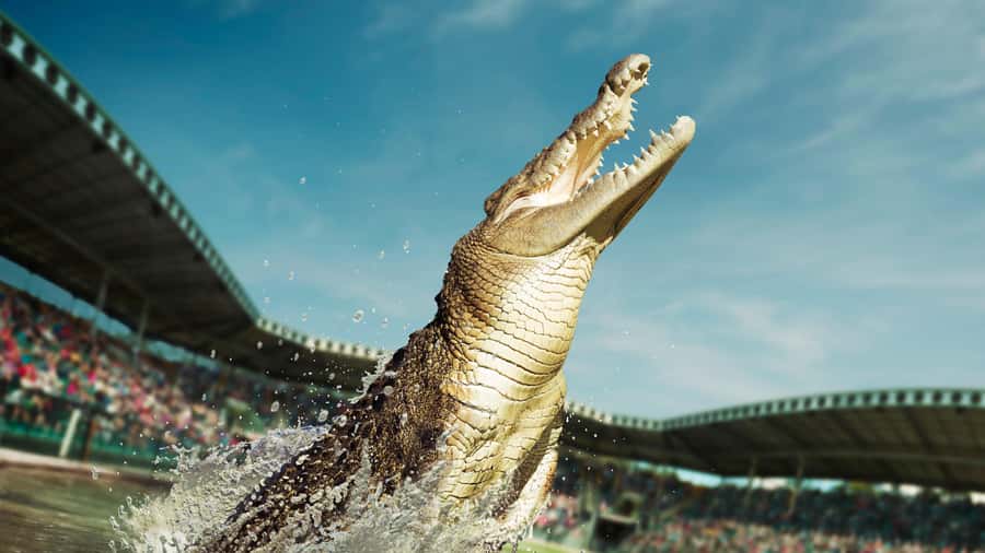 From Sunshine Coast: Australia Zoo Entry Ticket and Transfer - Key highlights worth planning around