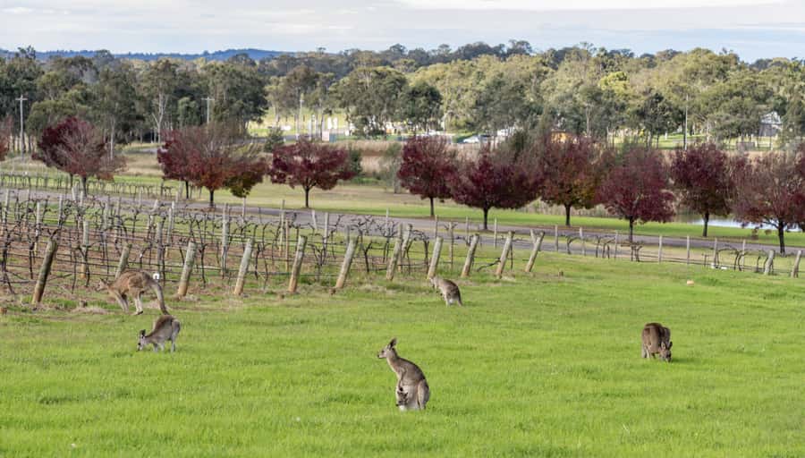 From Sydney: All Inclusive Boutique Hunter Valley Wine Tour - Your Sommelier-Run Tastings: Up to 20 Wines Across 3 Boutique Wineries