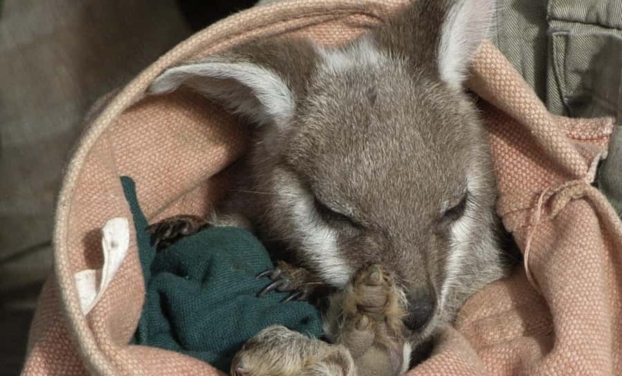 From Sydney: Blue Mountains Bushwalks & Featherdale Tour - From Sydney pickup to the Blue Mountains mood: your day starts earlier than you think