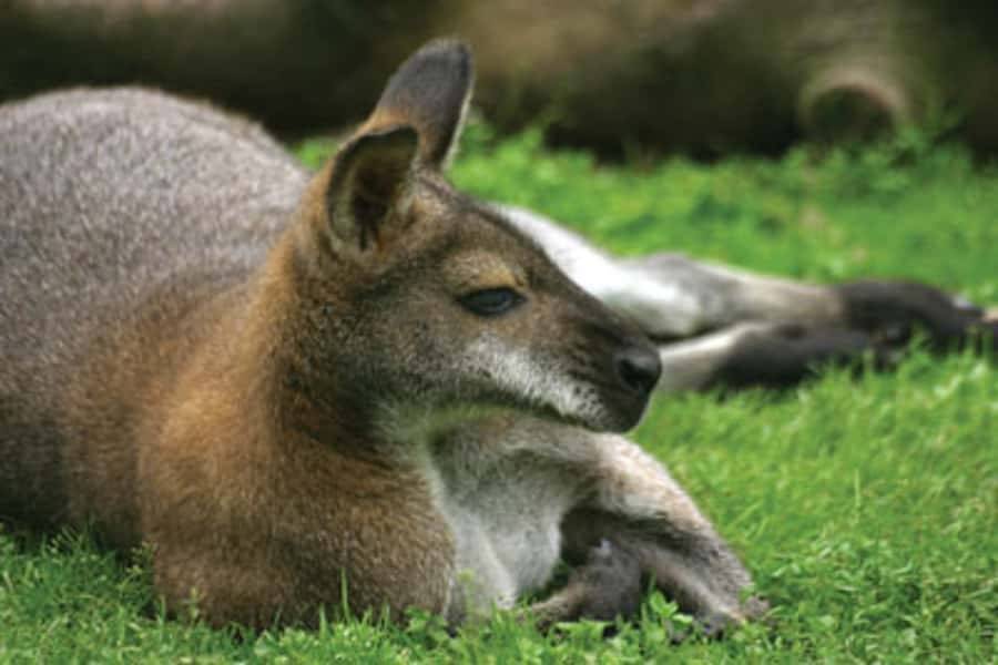 From Sydney: Blue Mountains Bushwalks & Featherdale Tour - Price and value: does $133 cover the right mix for a first-time Blue Mountains day?