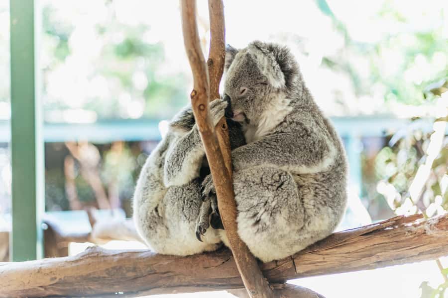 From Sydney: Blue Mountains Full-Day Trip - Featherdale Wildlife Park: your closest look at Aussie animals