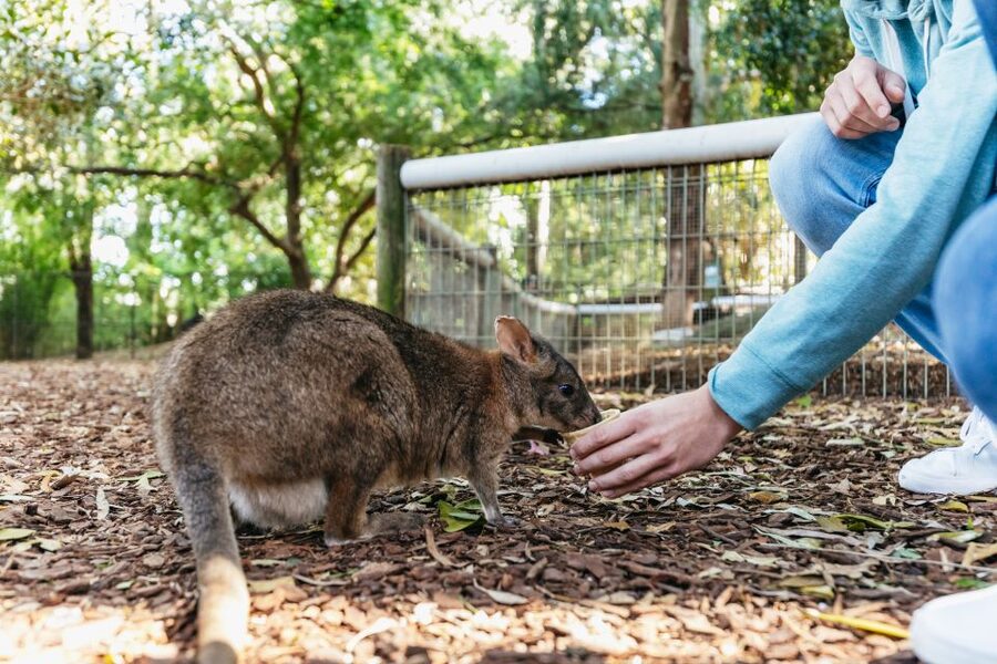 From Sydney: Blue Mountains Full-Day Trip - Leura Village: lunch and a real pause in the middle of the day