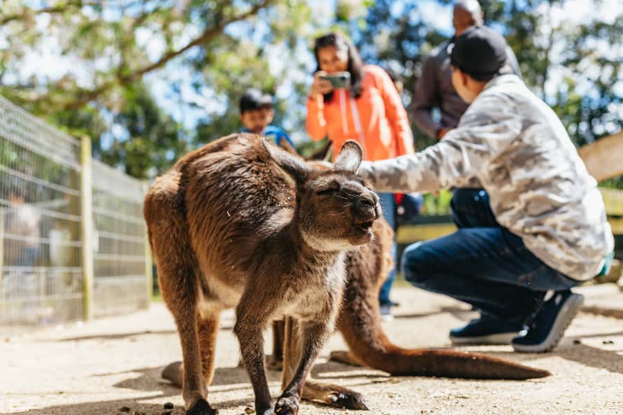 From Sydney: Blue Mountains Full-Day Trip - Scenic World: Cableway, Skyway, and Railway, plus the queue reality
