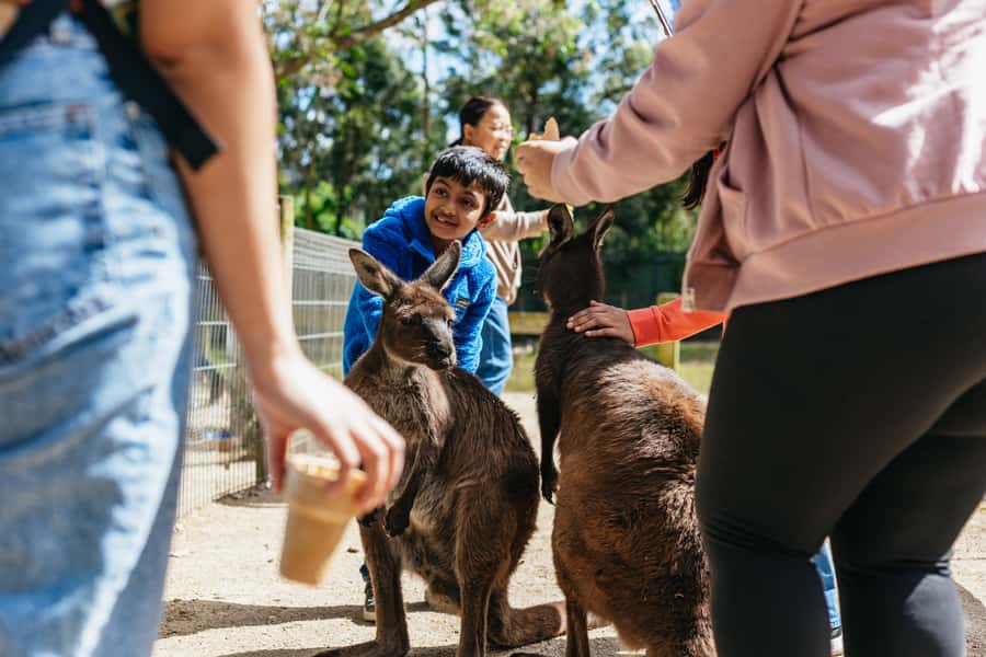 From Sydney: Blue Mountains Full-Day Trip - Price and value: what $148 buys you in the real world