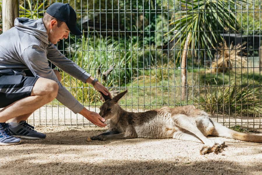 From Sydney: Blue Mountains Full-Day Trip - Morning pickup: early start, less city stress