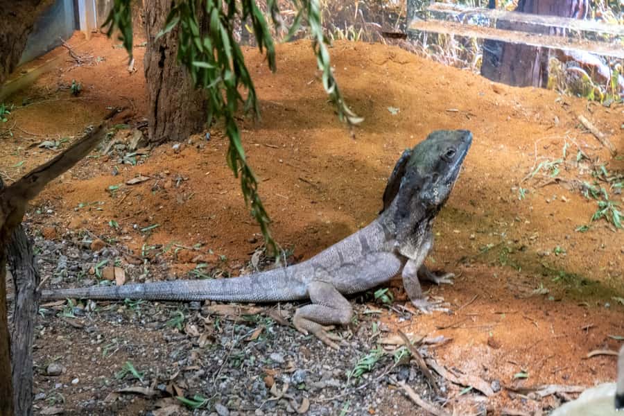 From Sydney: Blue Mountains, Scenic Railway, & Sydney Zoo - The guided First Nations cultural talk: what it adds