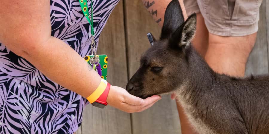 From Sydney: Blue Mountains, Scenic Railway, & Sydney Zoo - Price and value: what you’re really paying for