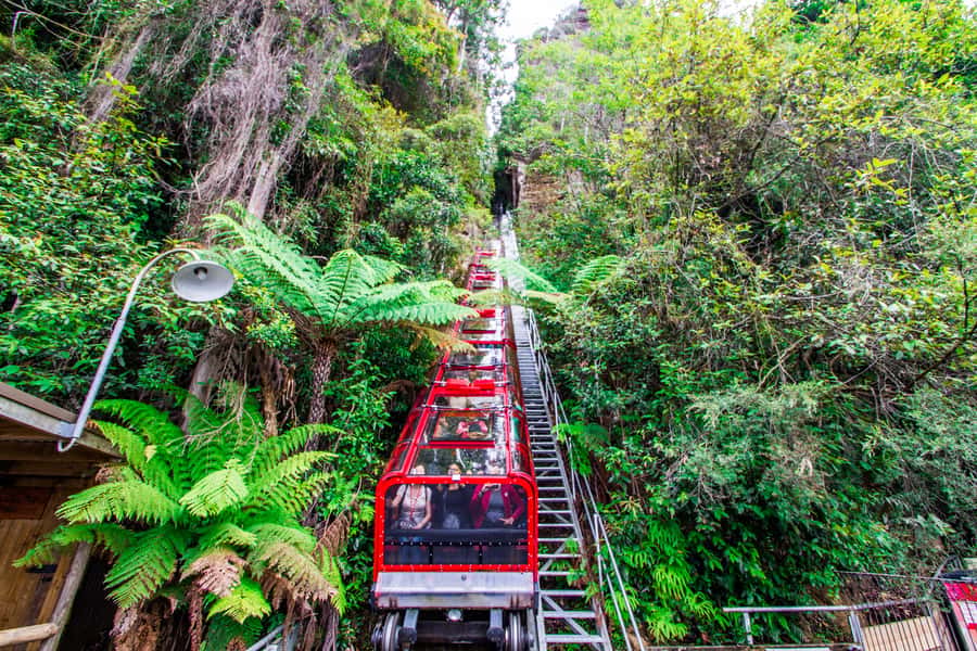 From Sydney: Blue Mountains, Scenic World, Zoo, & Ferry Ride - Why This Blue Mountains and Zoo Combo Works So Well