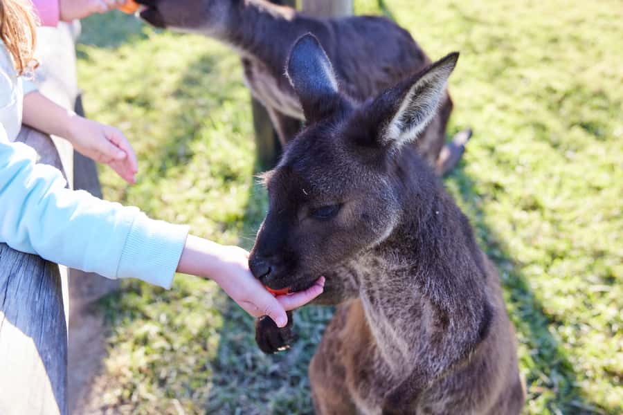 From Sydney: Blue Mountains, Scenic World, Zoo, & Ferry Ride - Lunch in the Blue Mountains Village: Keep It Your Way