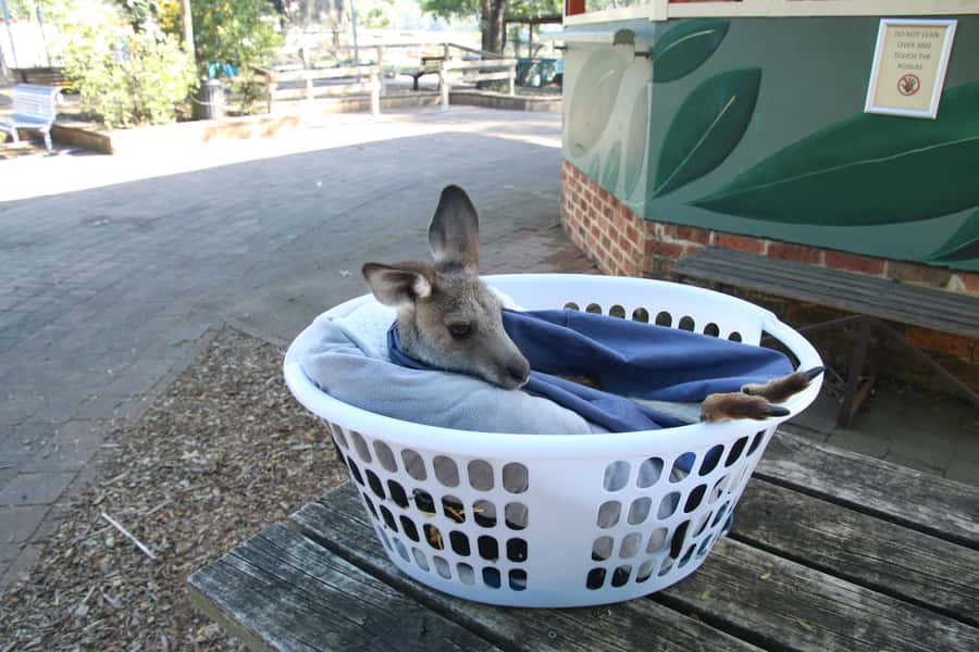 From Sydney: Blue Mountains Small-Group Tour Picnic & Hike - Evans Lookout to Govetts Leap: The 1.5-Hour Self-Guided Hike You Actually Control