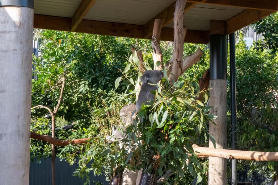 From Sydney: Blue Mountains, Sydney Zoo & Walking Tour - Price and value: what you get for $77, and what costs extra