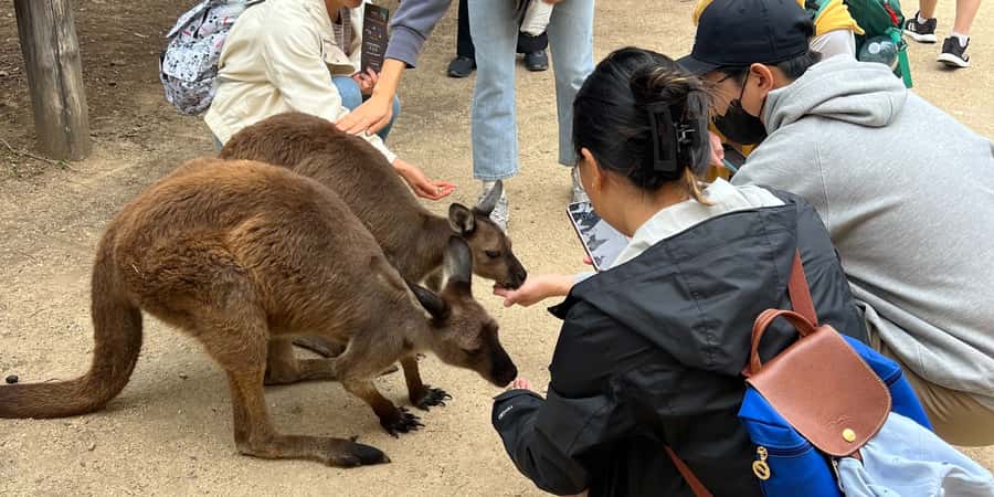 From Sydney: Blue Mountains, Sydney Zoo & Walking Tour - One-day rhythm from Sydney to the Blue Mountains