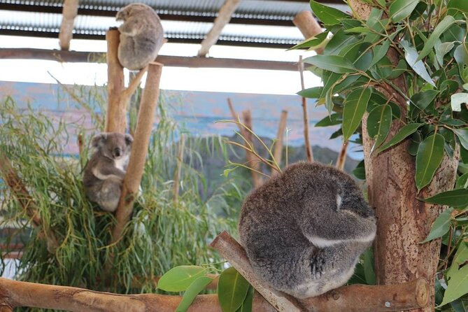 From Sydney: Blue Mountains with Zoo, Koala Photo & Scenic World - Gordon Falls and the rainforest-air payoff